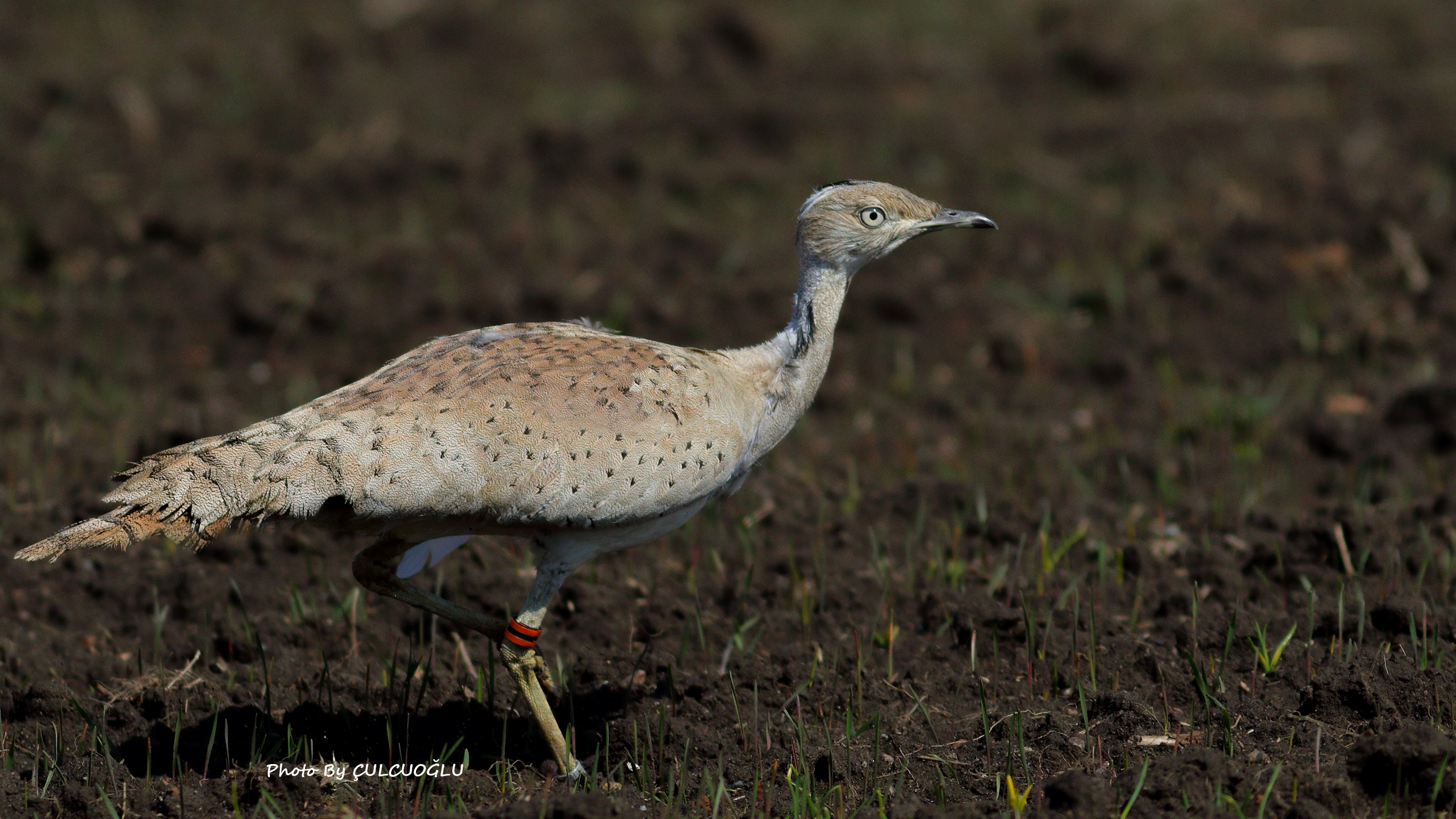 Macqueen's Bustard